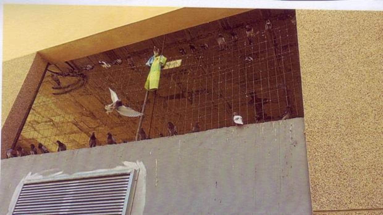 Imagen de las numerosas palomas que se han asentado en el edificio.
