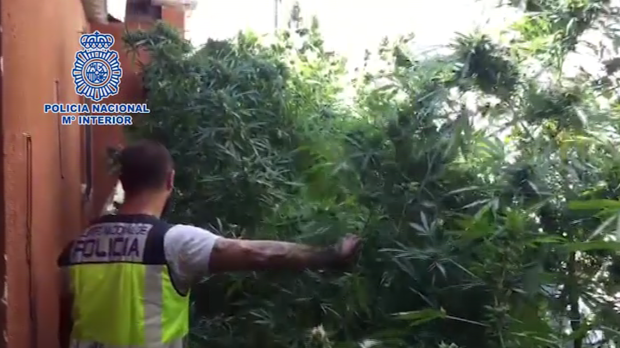 Desarticulada una red dedicada al cultivo de marihuana