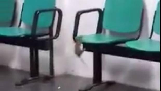 Denuncian la aparición de una rata en el Hospital de La Línea