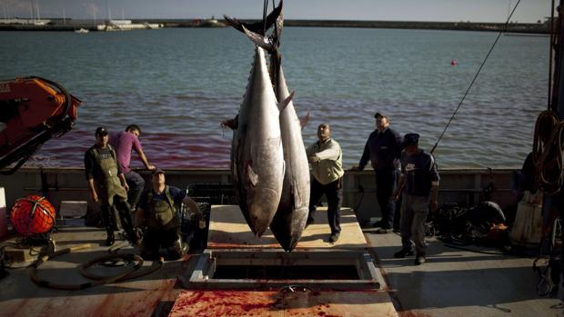 Un informe justifica el aumento de la cuota de pesca del atún rojo