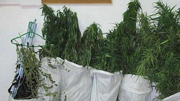 Detenido en Castellar el dueño de una finca con plantas de marihuana