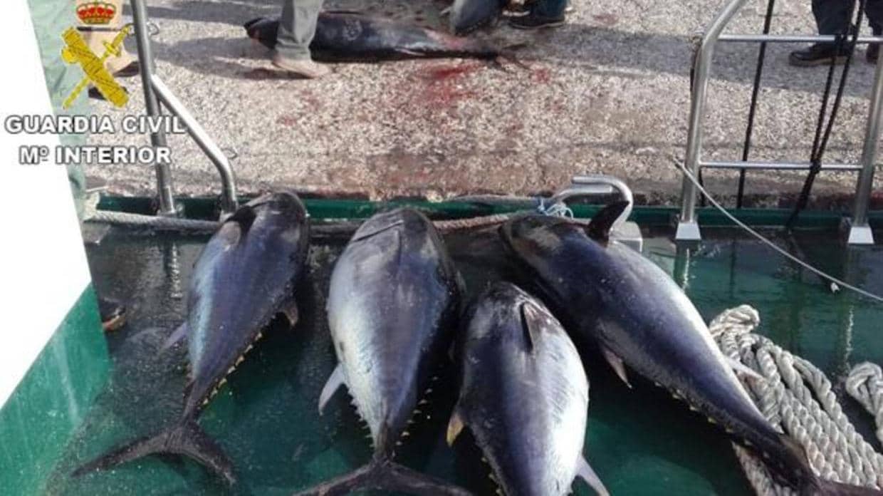 La Guardia Civil interviene 29 atunes rojos fondeados en la bocana del puerto de Tarifa
