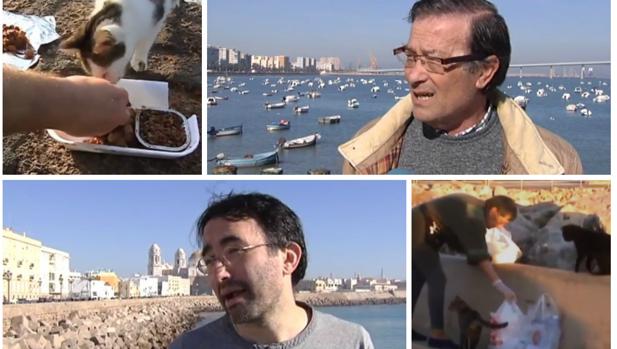 Los gaditanos opinan sobre la normativa para dar de comer a gatos