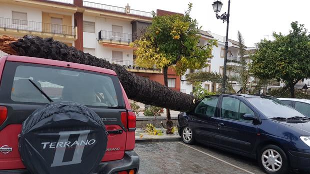 La caída de una palmera provoca daños sobre dos coches en Paradas