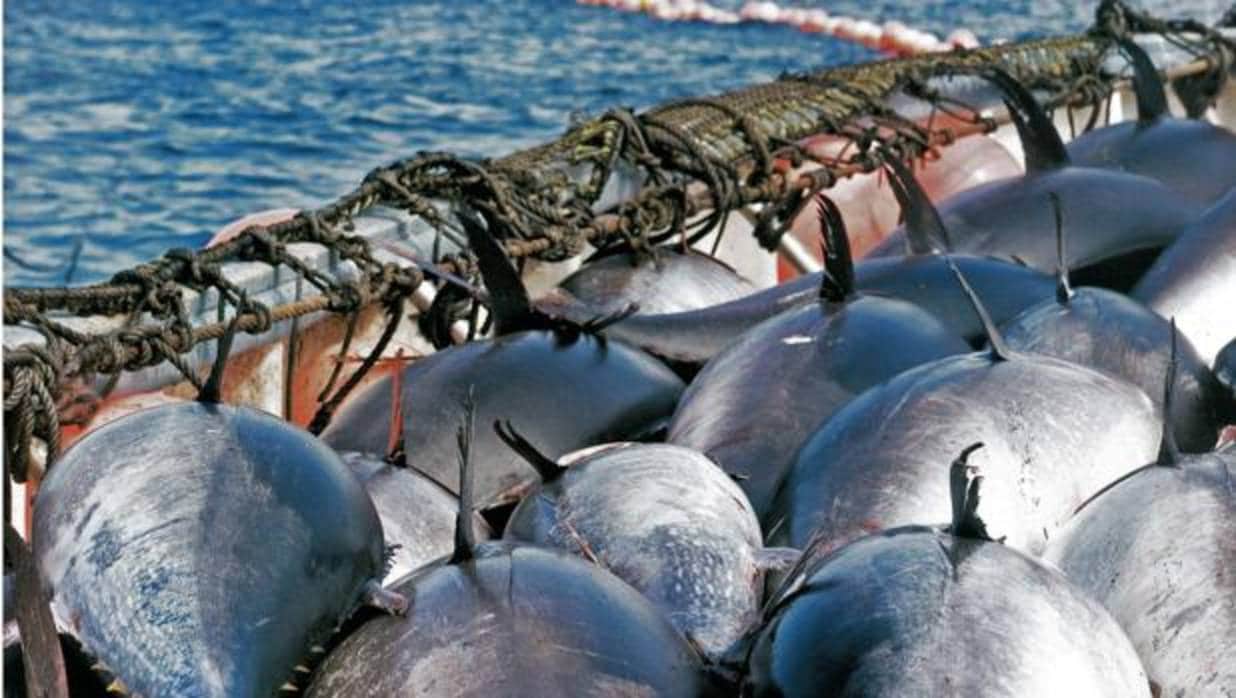La Mesa de la Almadraba califica de «incremento precario» la cuota de atún para la provincia de Cádiz