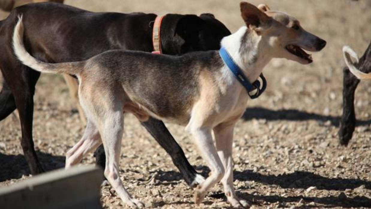 Algunos de los perros en adopción que se encuentran en Refugio Kimba.