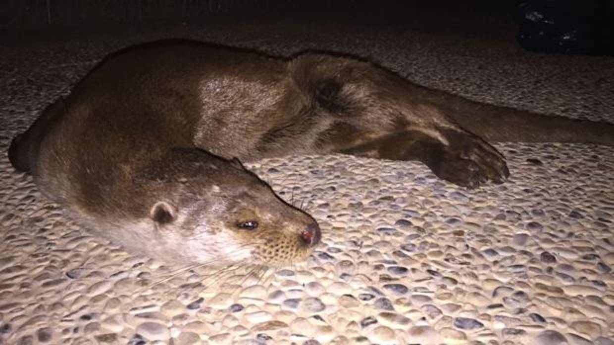 Un vecino se encontró la nutria atropellada en la A-49 y se la llevó hasta su casa