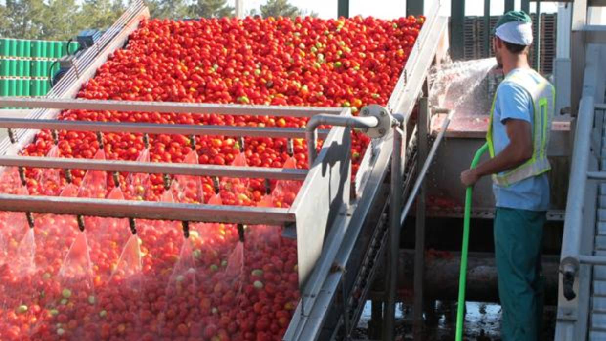 El tomate industrial se ha convertido en un cultivo clave para el desarrollo agrícola y el empleo en Lebrija