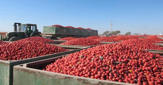El rojo de los tomates inunda la marisma lebrijana durante la campaña de recolección