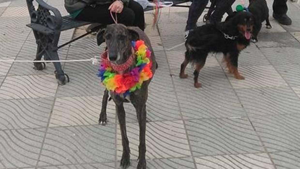 Este sábado se celebra un carnaval para perros con un fin solidario