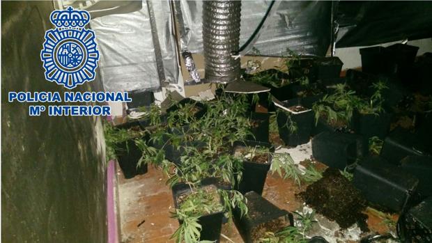 Apresado el presunto responsable de una plantación de marihuana de Jerez