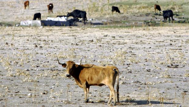 El PP de Sevilla reclama a la Junta ayudas para los  afectados por la sequía en Sierra Morena