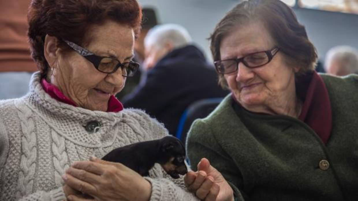 Varios usuarios del taller Alzhei-Paradas disfrutan de la compañía de «Coco», un cachorro que han rescatado de un contenedor