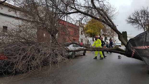 Un árbol cae y corta el tráfico en Arahal