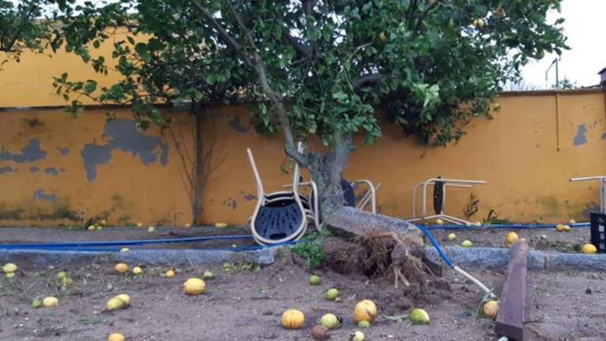 El limonero quedó sobre el tejado de la venta de la Palmera tras el paso del tornado por El Puerto.