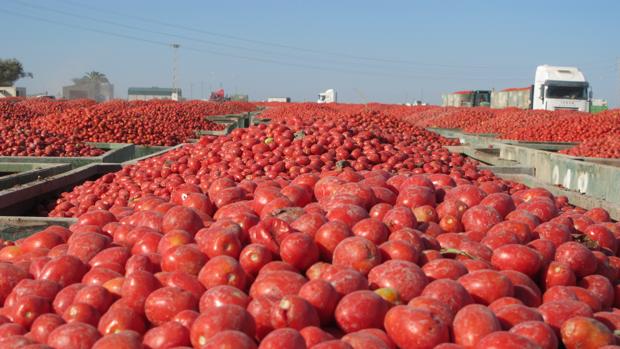 Diferencias políticas retrasan la tramitación de la DOP para el tomate lebrijano