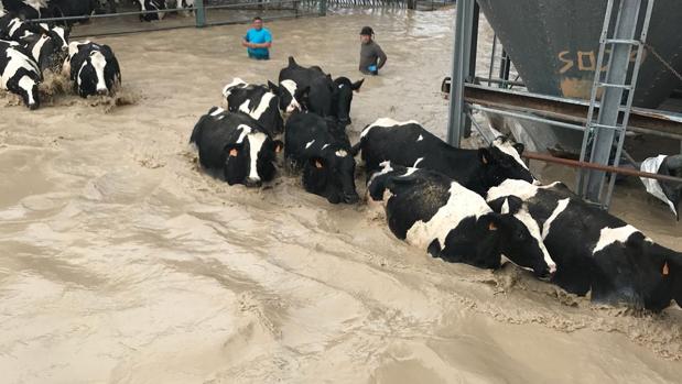 Écija activa el nivel de pre emergencia por la crecida del Genil