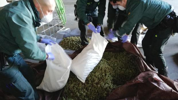 Desmantelada en Jerez una macroplantación de marihuana que manejaban a control remoto