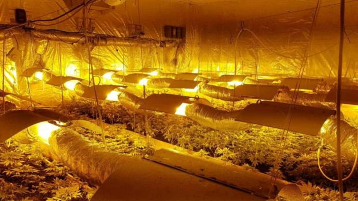 Interior de la parcela donde se han intervenido mil plantas de marihuana