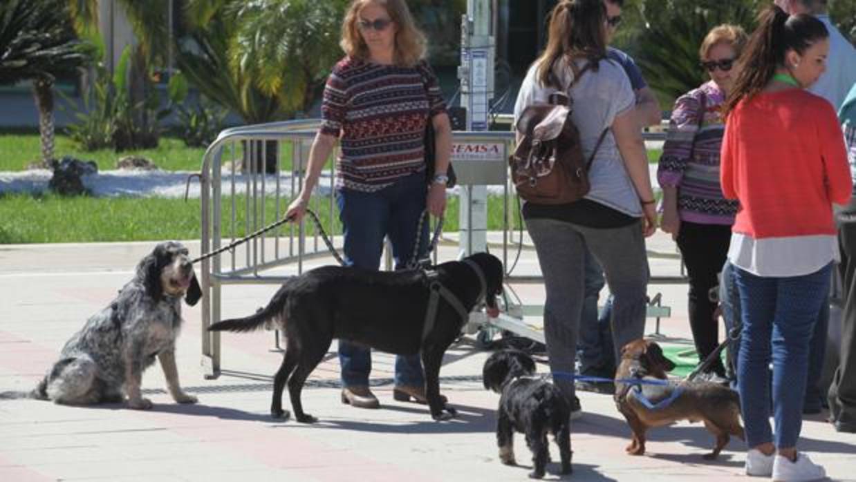 En Sevilla hay registrados 506.000 perros, de los que más de once mil son potencialmente peligrosos