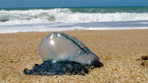 Las carabelas portuguesas aparecen en las playas de La Línea