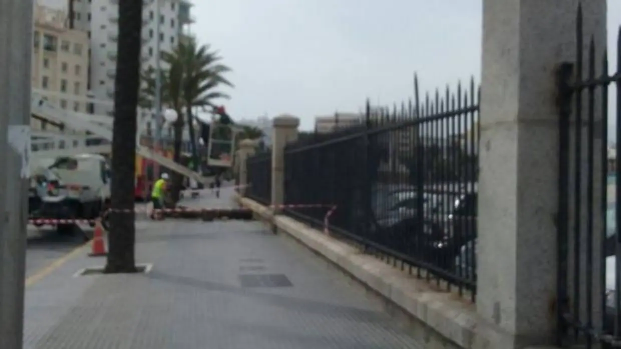 Otra palmera, víctima del fuerte viento en Cádiz