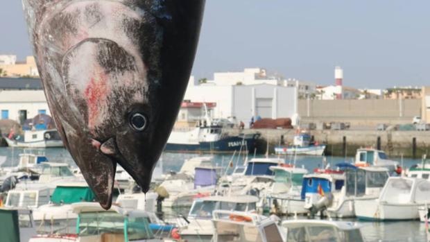 La primera levantá del año en Barbate