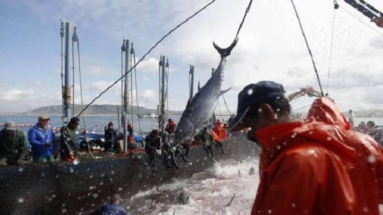El sector pesquero de Barbate pide amparo a la Unión Europea