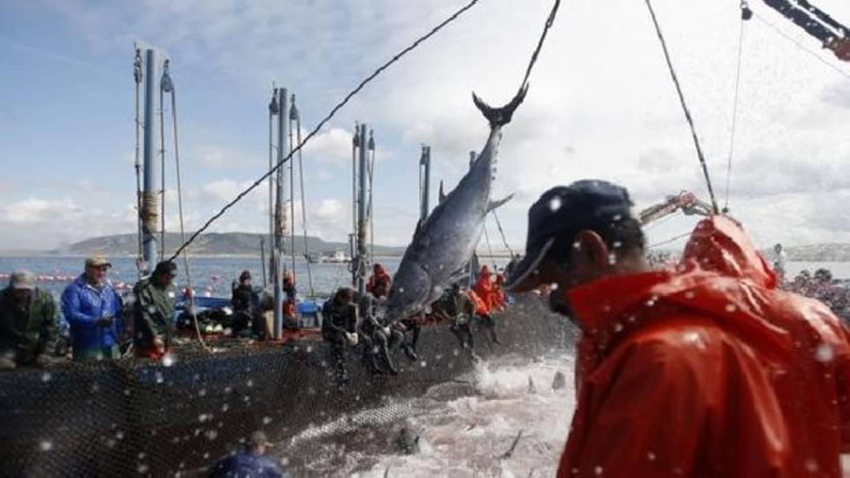 El sector pesquero de Barbate pide amparo a la Unión Europea