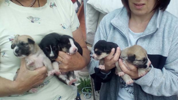 Operarios municipales de Lebrija rescatan a diez cachorros de perro abandonados