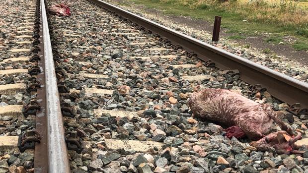 Un tren queda averiado a la altura de Arahal tras atropellar mortalmente a un rebaño de 25 cabras