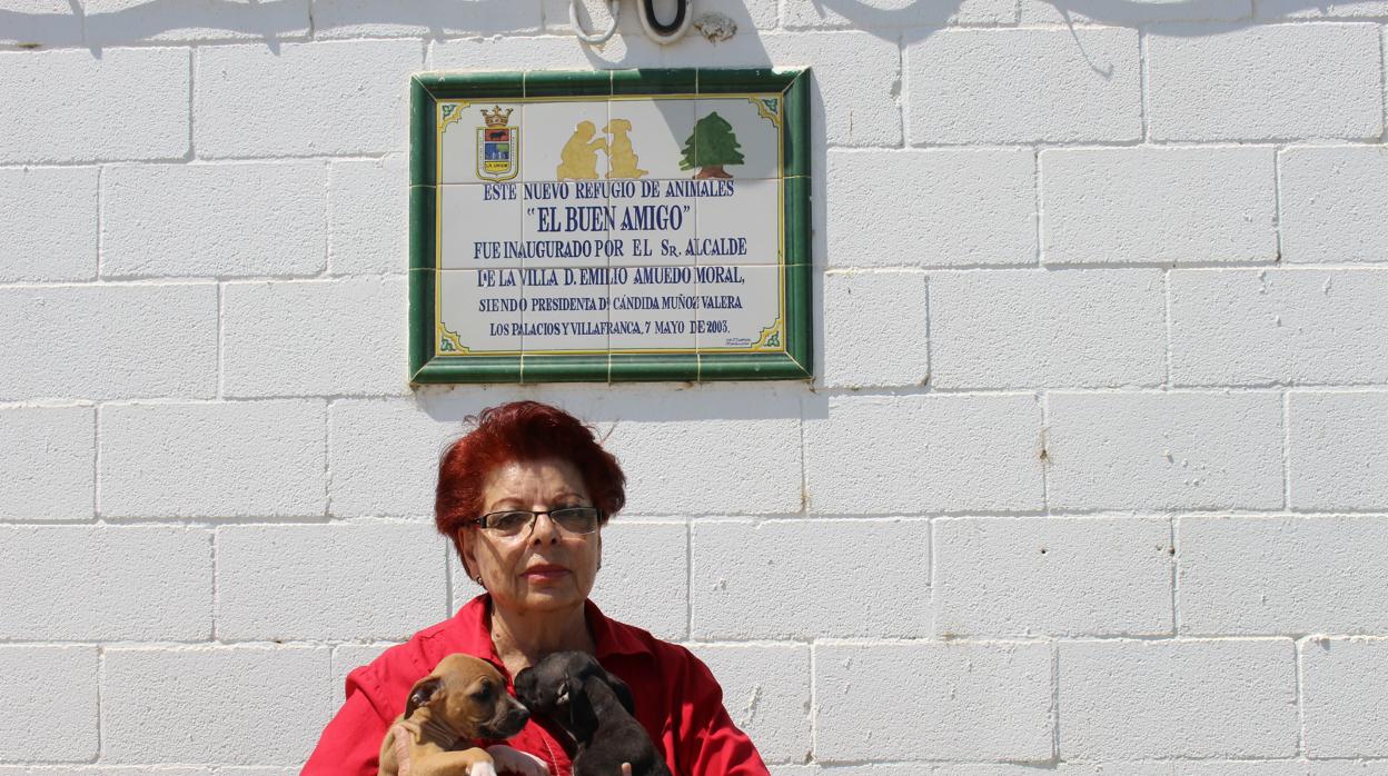 La protectora de animales de Los Palacios organiza un desfile canino como gancho para adoptar