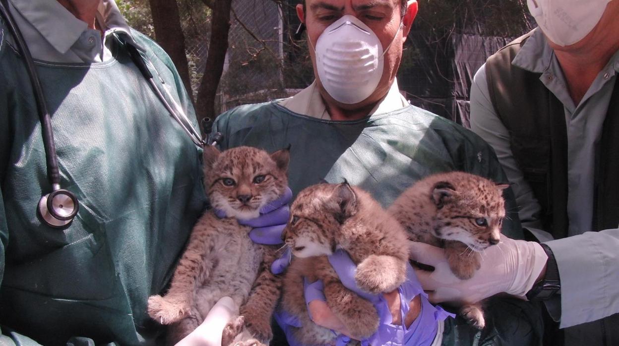 Los tres cachorros de lince ibérico del Zoo de Jerez