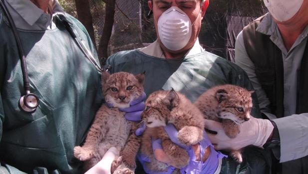 Los cachorros de lince ibérico del Zoo de Jerez ya tienen nombre