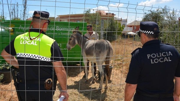 La Policía Local de Bormujos salva a una burra que se encontraba perdida cerca del hospital