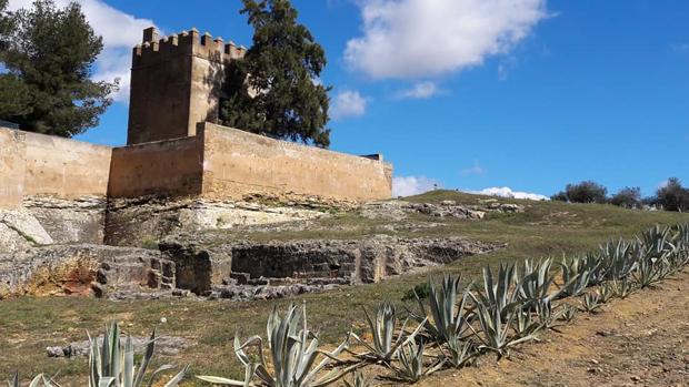 Reabre el parque del olivar del Castillo de Mairena del Alcor