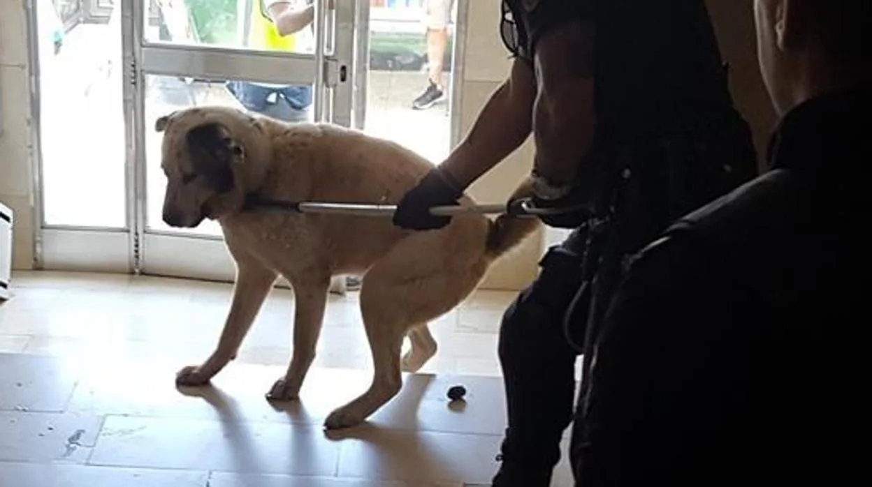 Un perro causa lesiones graves a su dueño y a un amigo en Algeciras