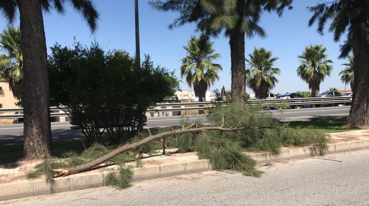 La rama caída sobre la acera del arbolado de la avenida José Antonio Gallego