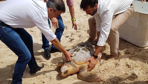 Liberan en Tarifa a una tortuga boba que fue rescatada herida hace un año