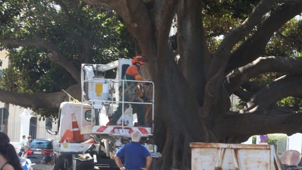 El PSOE pide soluciones a los trabajadores de parques y jardines