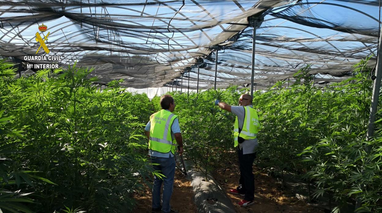 Los Guardia Civiles del Puesto de Villamanrique de la Condesa en la plantación de marihuana