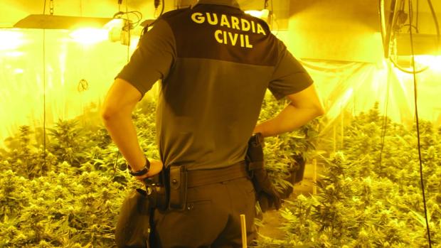 Un vecino de El Viso del Alcor detenido por tener 81 plantas de marihuana en su casa