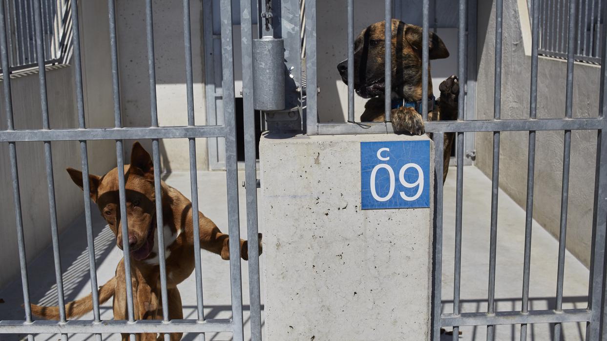 Dejó a los animales en un habitáculo del aparcamiento (Archivo)