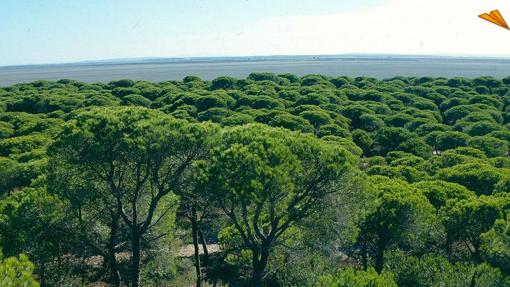 El Parque de Doñana destaca por la belleza de su entorno natural