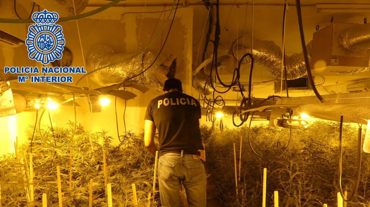 Desmantelan una plantación de marihuana oculta en una vivienda alquilada en Sanlúcar