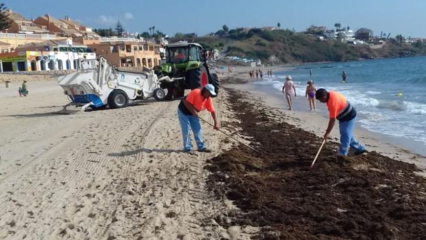 Una plaga de algas invasoras se ceba con las playas de Algeciras