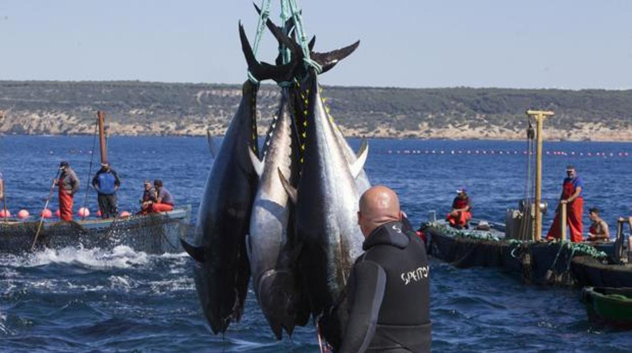 Una captura de atún.