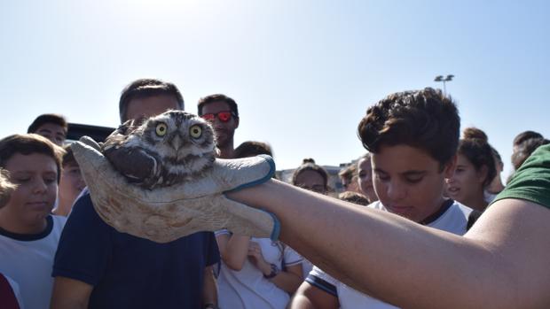 Liberan ocho ejemplares de aves recuperadas en el CREA