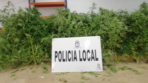 Localizada una plantación de marihuana en el patio de una casa de Lora del Río