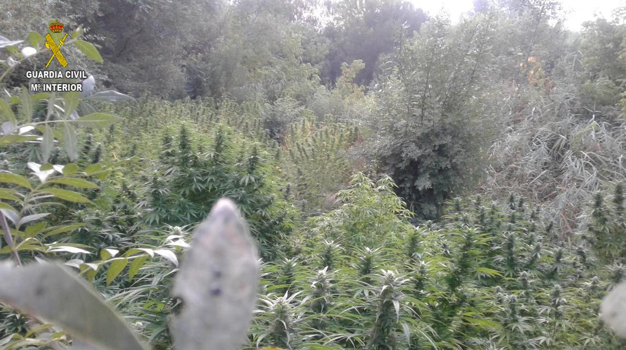 Imagen de la plantación de marihuana desmantelada en Aznalcázar